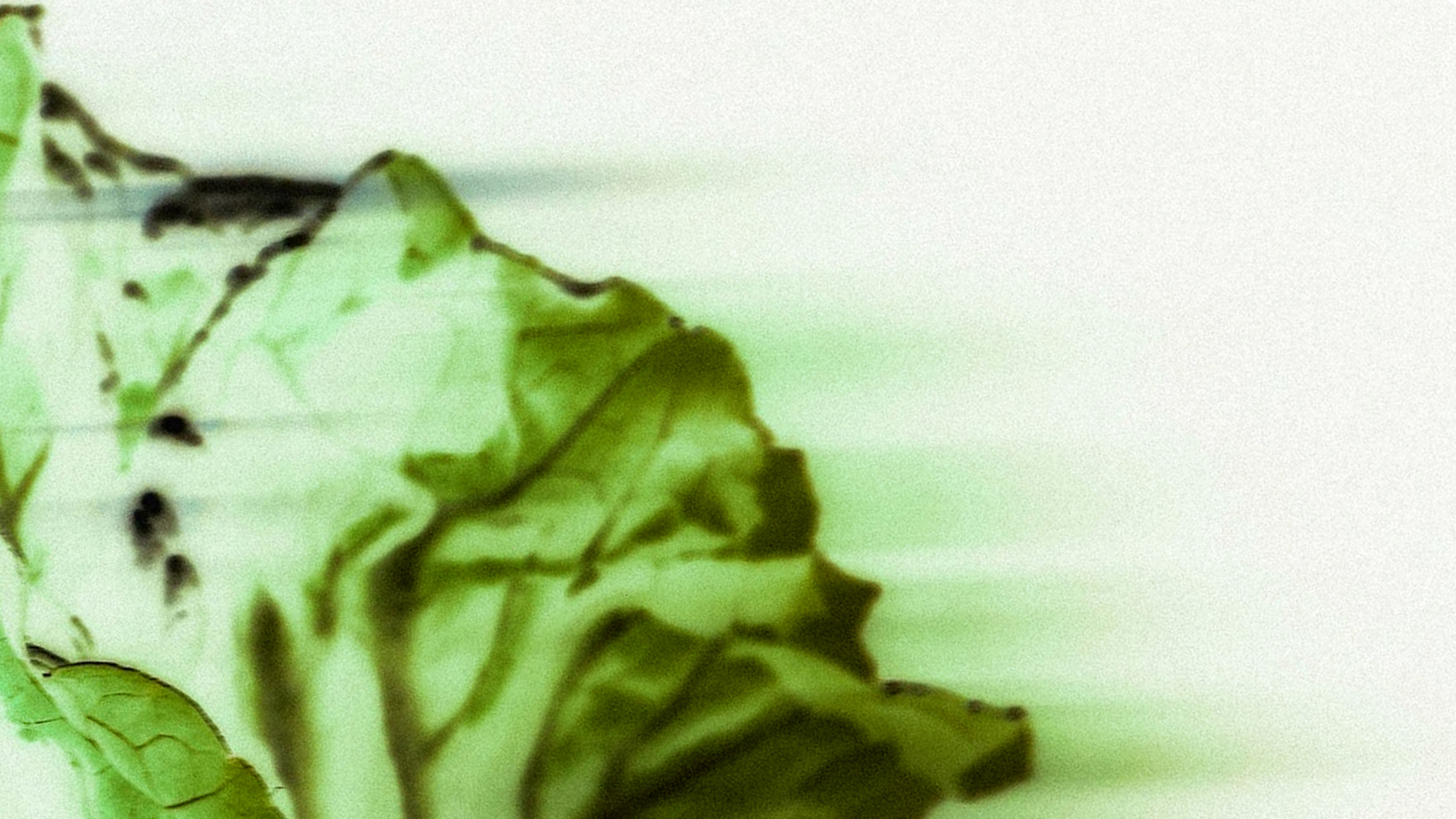 Alimentation saine et naturelle